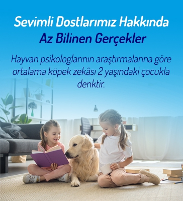 Sevimli Dostlarımız Hakkında Az Bilinen Gerçekler