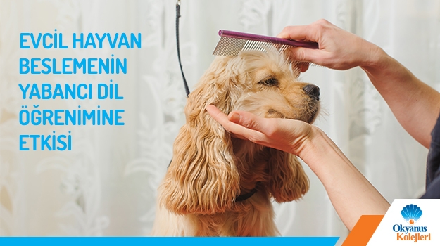 Evcil Hayvan Beslemenin Yabancı Dil Öğrenimine Etkisi