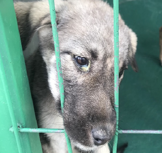 okyanus koleji kolej ozel okul ana okulu ilkokul ortaokul lise incek okyanus ortaokulu 6 a sinifi hayvan barinagi ziyareti