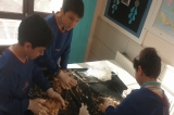4/C Sınıfı Fen Bilimleri Dersinde
