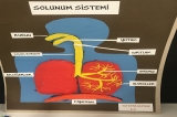 Soluk Alıp Verme Modeli