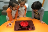 Halkalı Okul Öncesi Gökkuşağı Grubu Öğrencileri Fen-Matematik Dersinde