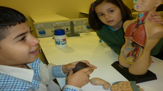 2. Sınıflar, Vücudumuzdaki Organları Öğrendi