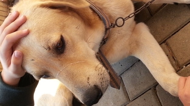 4 Ekim Hayvanları Koruma Günü Ziyareti