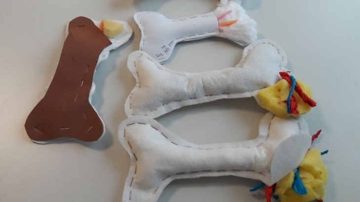 Kemiğin Yapısının İncelenmesi