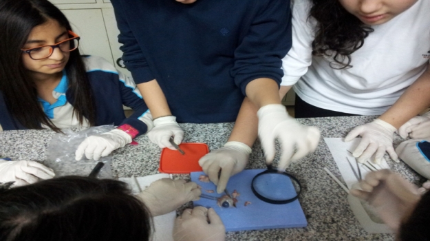 "Gözümüz ve Yapıları" Konusunda Uygulamalı Ders