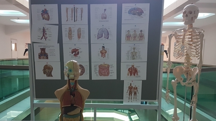 Human Anatomy