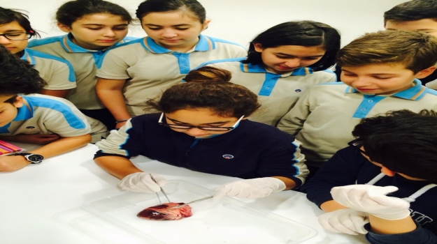 Bahçelievler Okyanus Koleji Ortaokul Öğrencileri İç Organları İncelediler